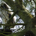 Poussin de Hibou moyen-duc